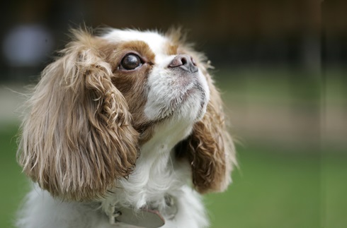 Pet Spa (Karuizawa Prince Shopping Plaza – Tree Mall)