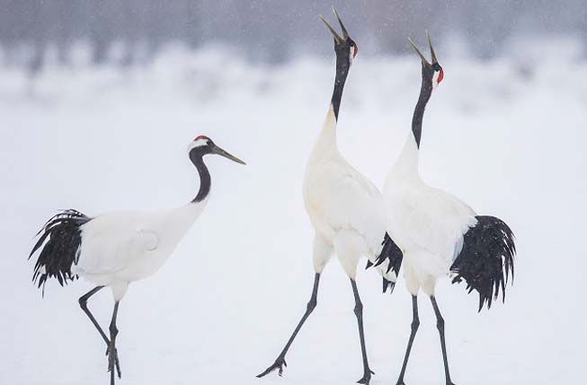 Japanese crane in Tsurumidai