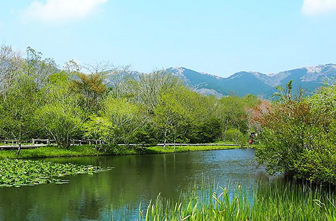 Hakone Botanical Garden of Wetlands