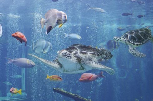 《箱根园》箱根园水族馆