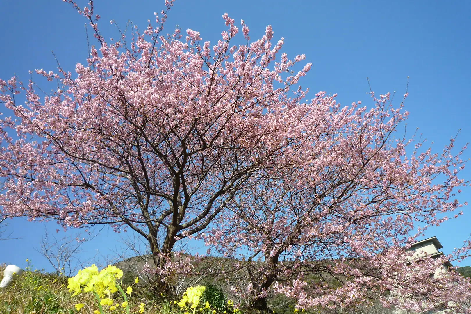 みなみの桜と菜の花まつり