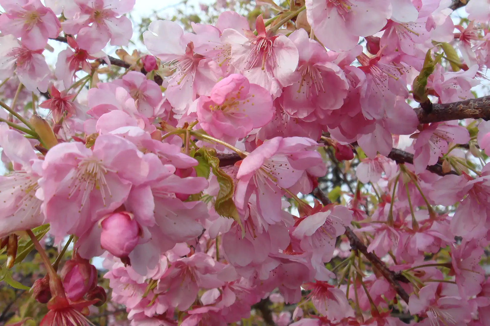 特徴的な河津桜