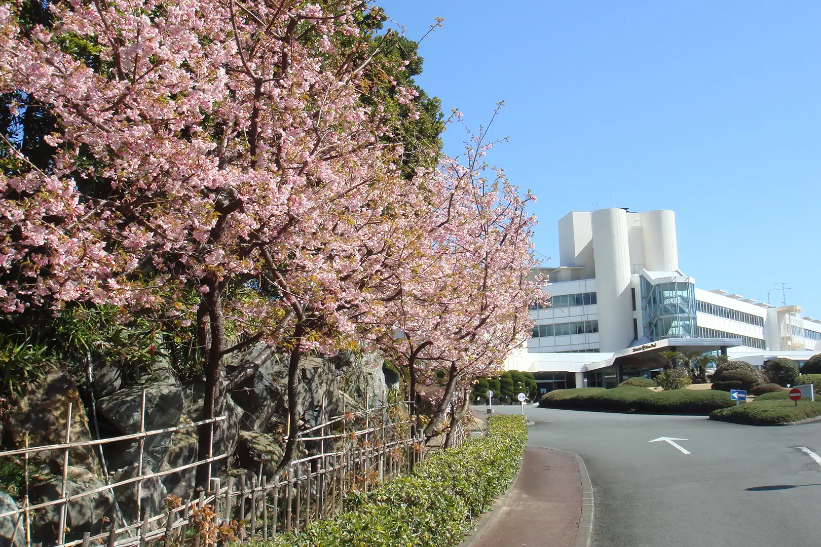 下田プリンスホテル敷地内の河津桜