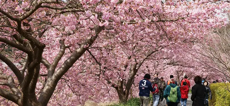 【2025年日本赏樱】粉色梦幻河津樱＋金色油菜花，静冈伊豆樱花季旅游住宿指南