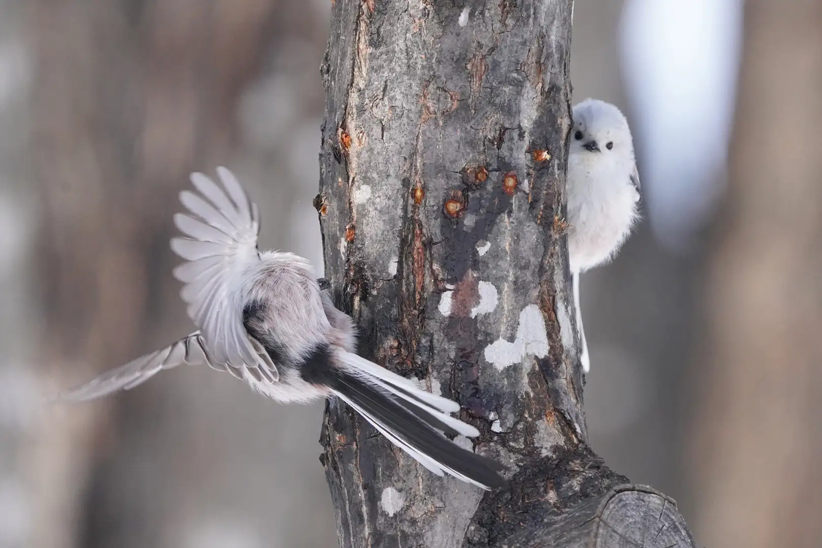 北长尾山雀的性格