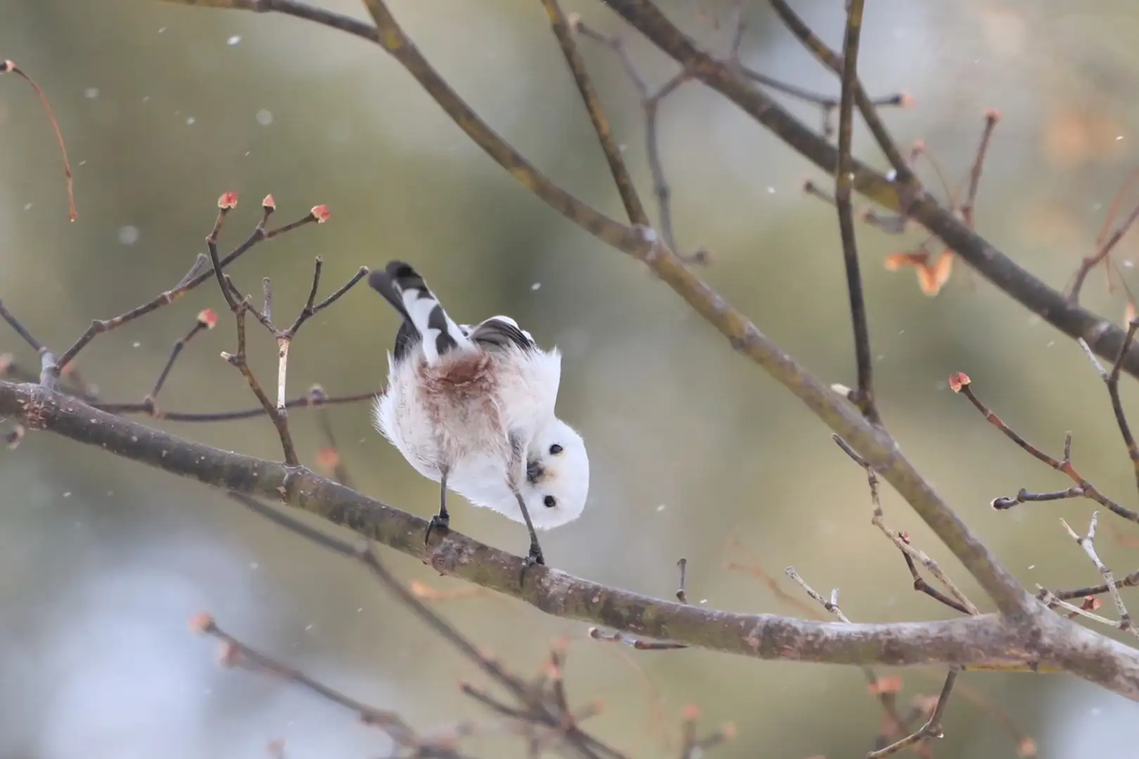 为什么北长尾山雀只分布于北海道