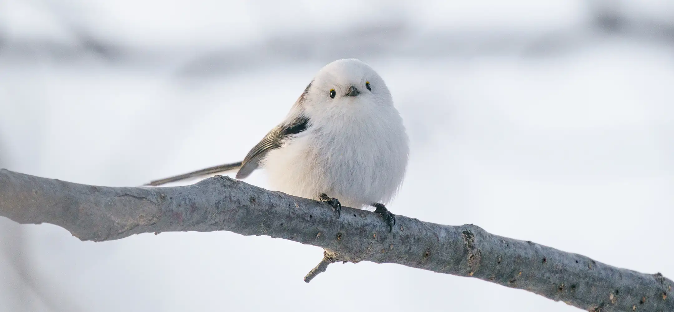 在北海道邂逅白色小精灵「北长尾山雀」吧！结合北海道观光的推荐行程