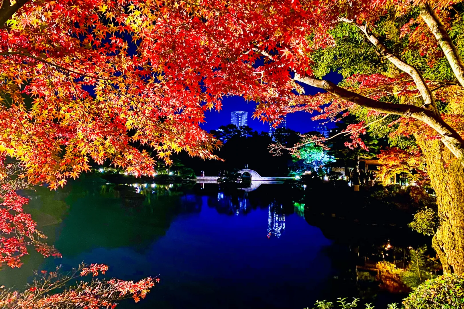 11月下旬迎来最佳观赏期！被城市灯光映照的、唯有缩景园才能体验的红叶之美