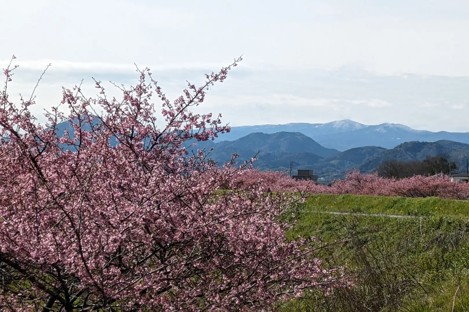 新しい桜の名所