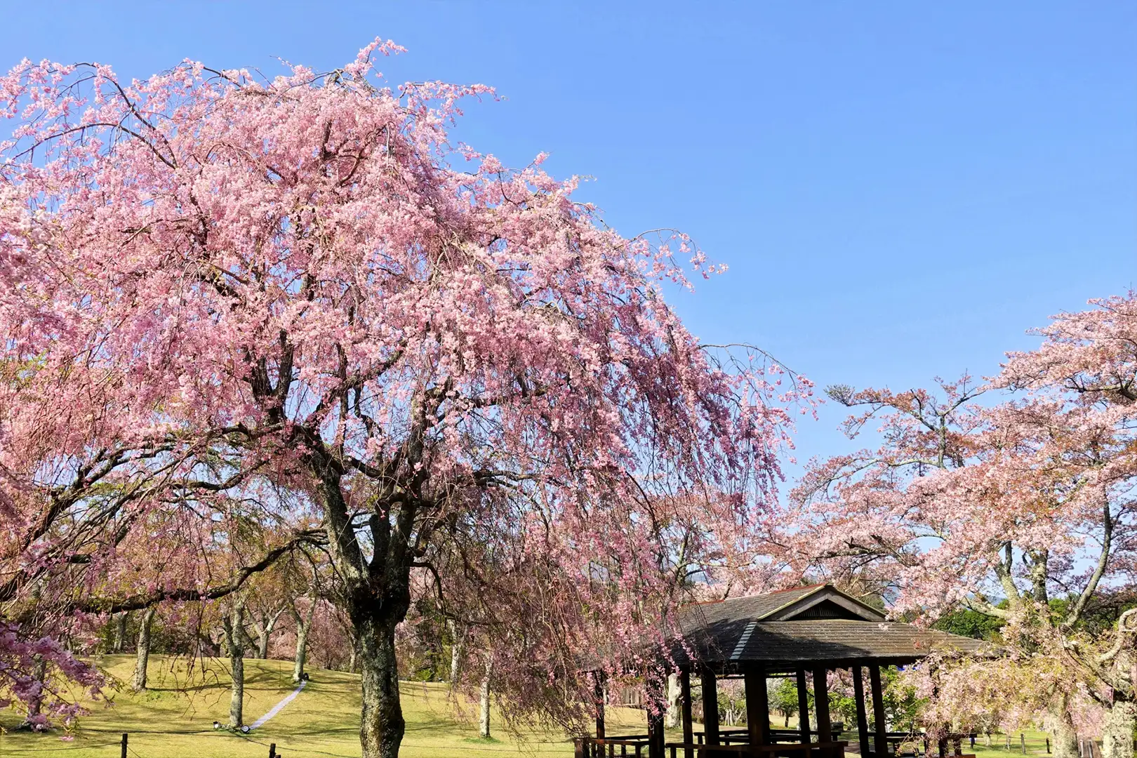 樱花名所“樱之里”