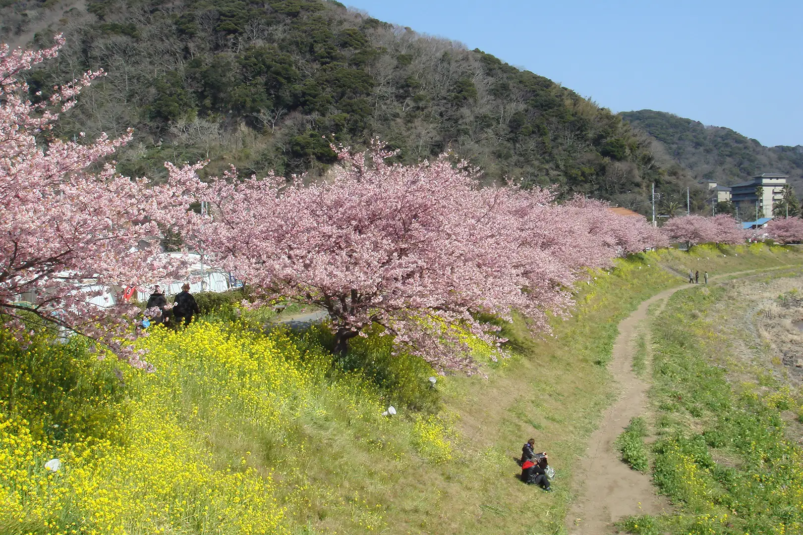 みなみの桜と菜の花まつり