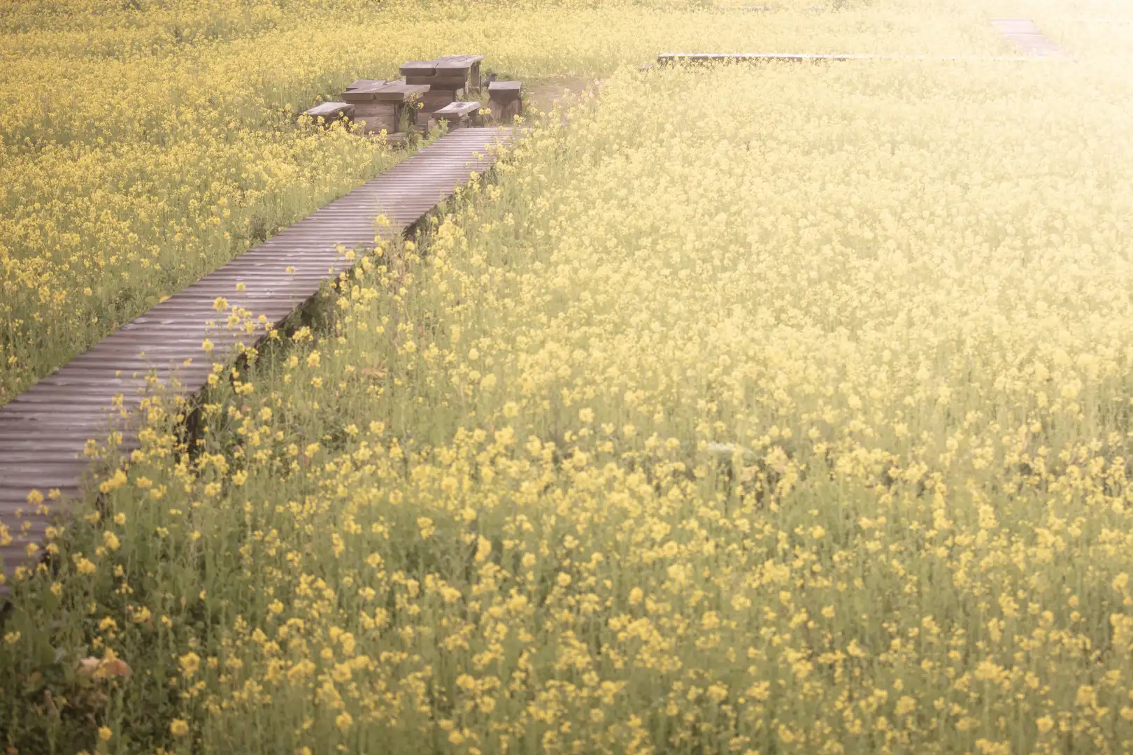 みなみの桜と菜の花まつり
