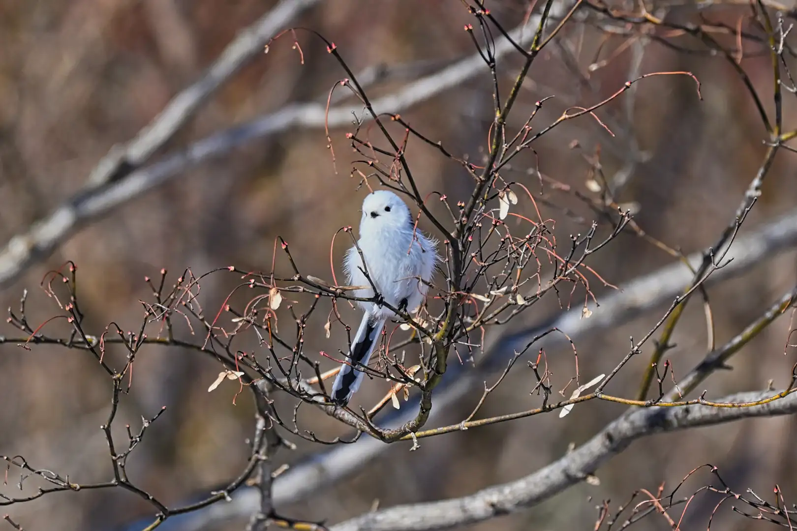 銀喉長尾山雀是什麼樣的鳥？