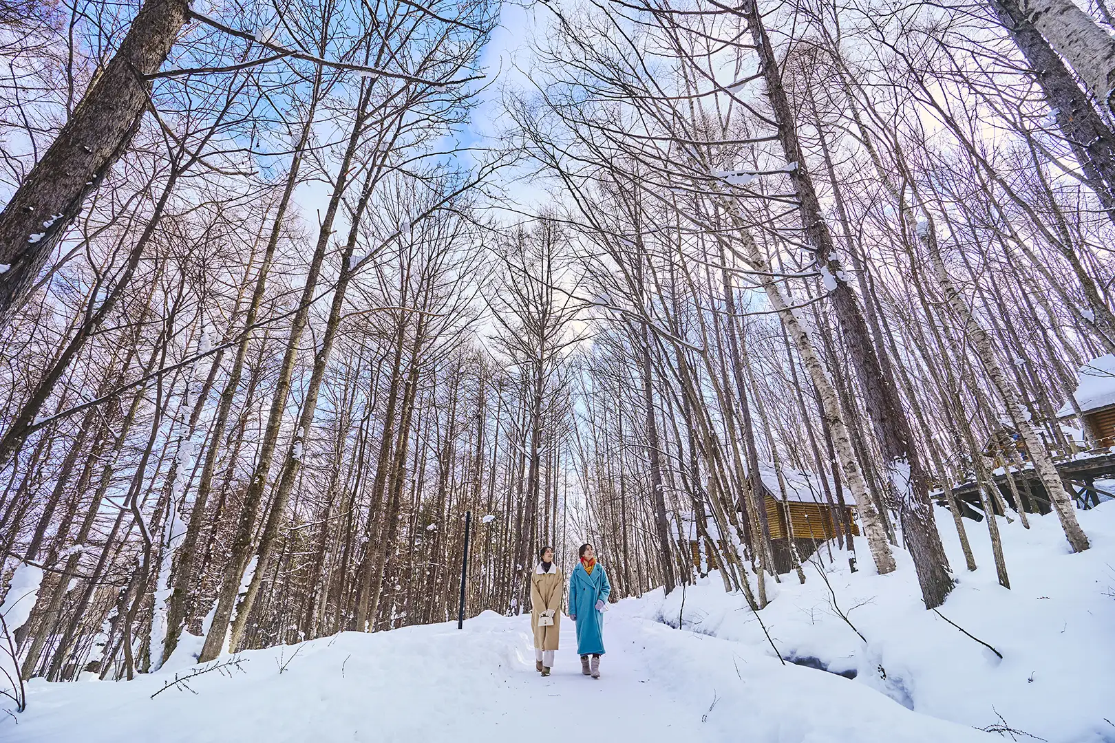 シマエナガを探して