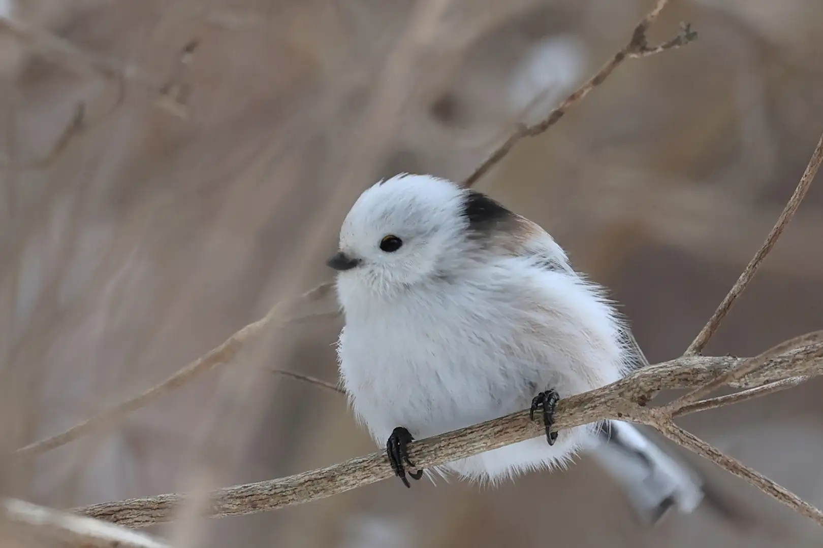 銀喉長尾山雀為何又白又圓？