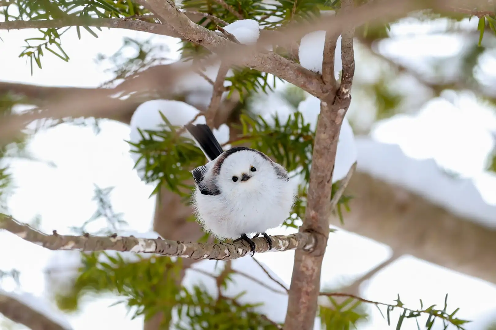 何時能在北海道邂逅銀喉長尾山雀？