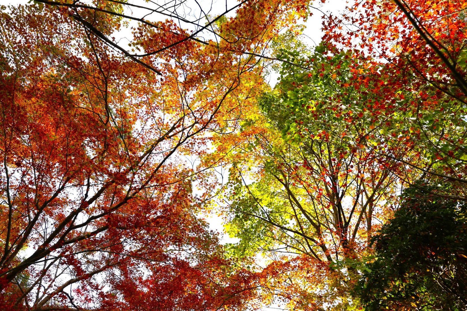 約700棵紅葉交織而成的自然之美